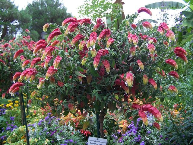 Image of Justicia brandegeeana (Shrimp Plant)