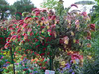Image 3 of Justicia brandegeeana (Shrimp Plant)