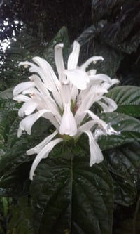 Image 2 of  Justicia carnea 'alba'