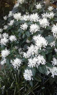 Image 1 of  Justicia carnea 'alba'