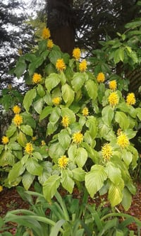 Image 1 of Justicia carnea 'aurea'
