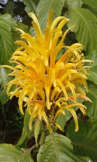 Image 2 of Justicia carnea 'aurea'