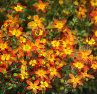 Bidens 'Campfire'