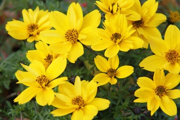 Image of Bidens 'Rockstar'