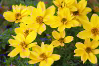 Bidens 'Rockstar'