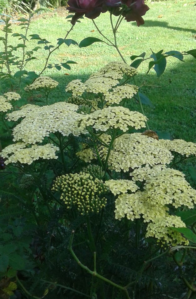 Image of Achillea millefolium (Cream)