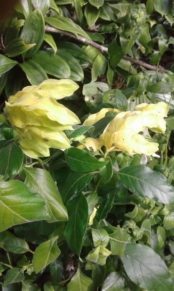 Image of Justicia brandageeana 'lutea' (Shrimp Plant)