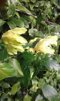 Image 1 of Justicia brandageeana 'lutea' (Shrimp Plant)