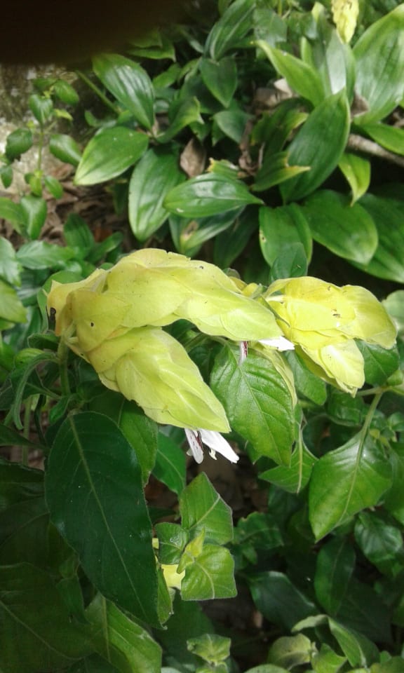 Image of Justicia brandageeana 'lutea' (Shrimp Plant)