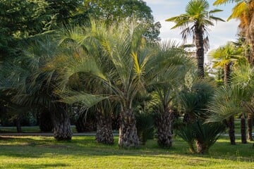 Image of Butia Capitata (Jelly Palm)