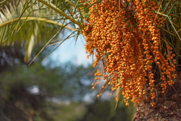 Image of Butia Capitata (Jelly Palm)