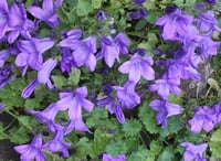 Campanula 'E K Toogood'