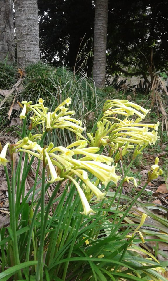 Image of Cyrtanthus mackenii (Lemon flower)