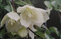 Clematis cirrhosa 'Wisley Cream'