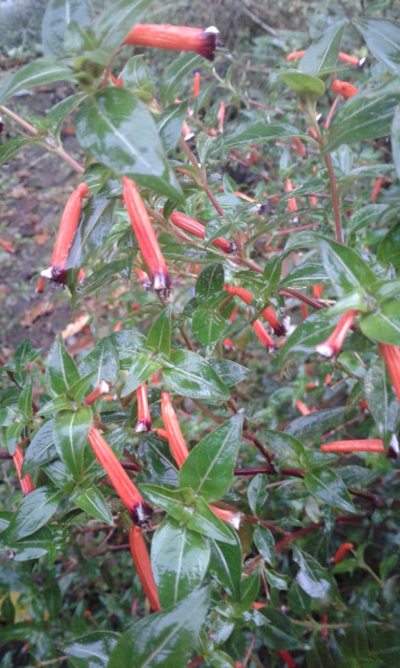 Image of Cuphea ignea (Firecracker Plant and Mexican Cigar Plant)