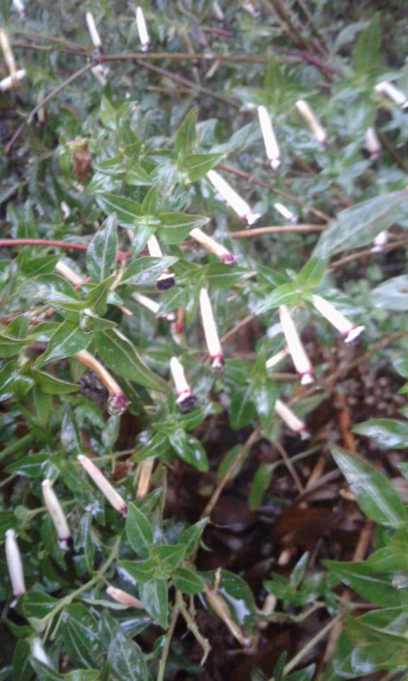 Image of Cuphea ignea 'alba' (Firecracker Plant and Mexican Cigar Plant)