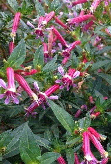 Image of Cuphea 'Starfire' (Firecracker Plant and Mexican Cigar Plant)