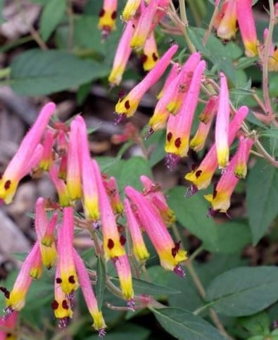 Image of Cuphea 'Pink Mouse' (Firecracker Plant and Mexican Cigar Plant)