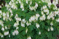 Dicentra eximia 'Alba'