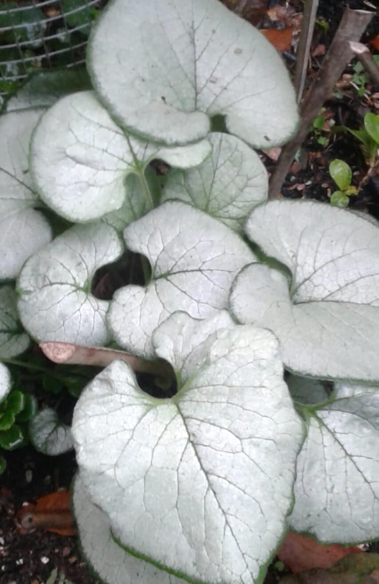 Image of Brunnera 'Sterling Silver'