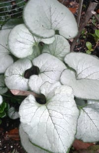 Brunnera 'Sterling Silver'