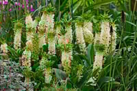 Eucomis