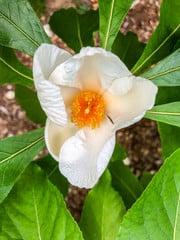 Franklinia alatamaha