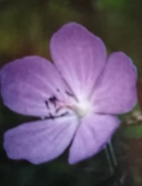 Image 2 of Geranium pratense 'Victor Reiter'