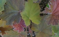 Heuchera 'Bronze Beauty'