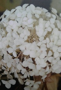 Image 2 of Hydrangea arborescens 'Annabelle'