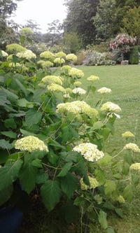 Image 1 of Hydrangea arborescens 'Annabelle'