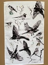 Wagtail Tea Towel