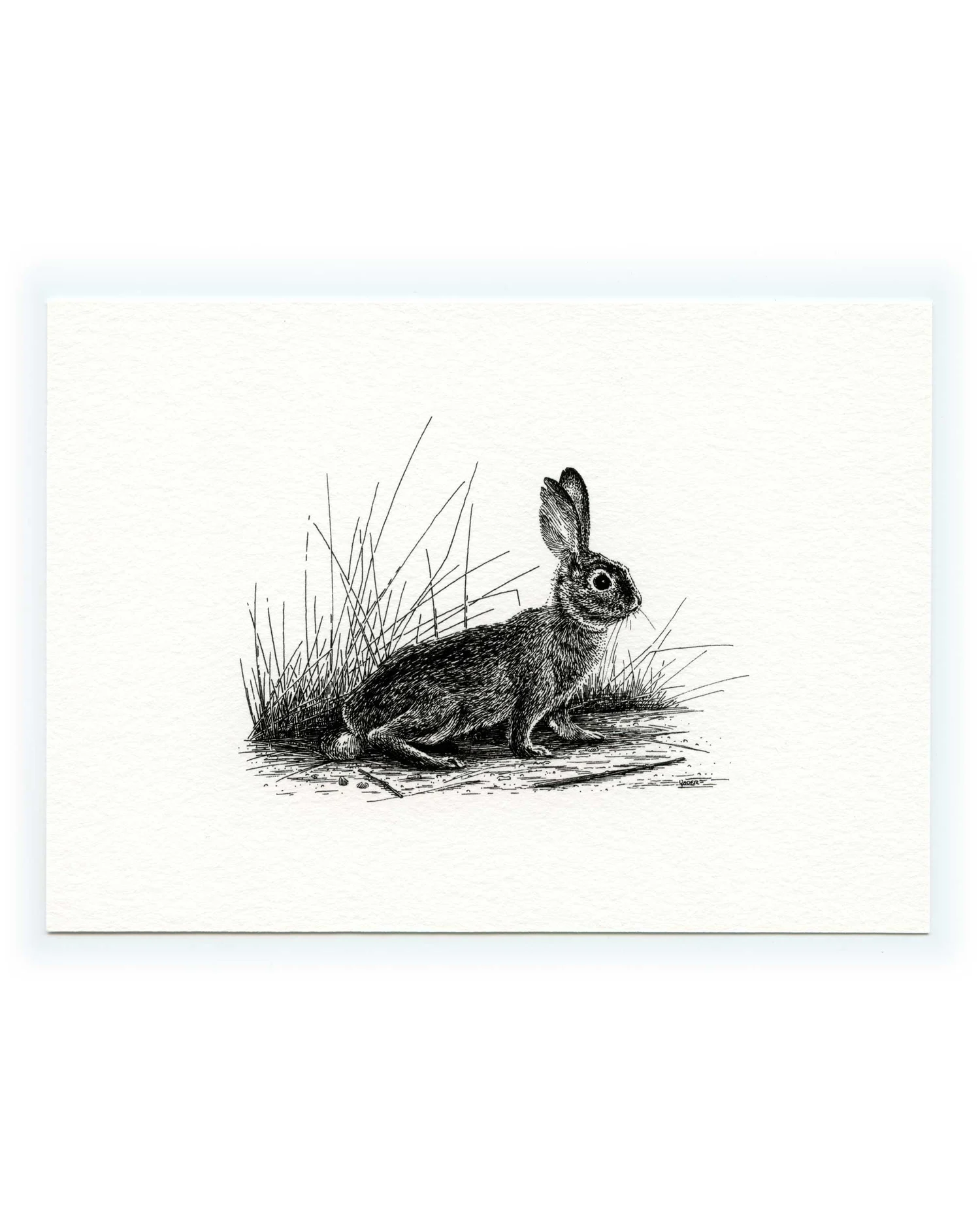 COTTONTAIL, Signed Print