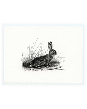 Cottontail—Signed Fine Art Print