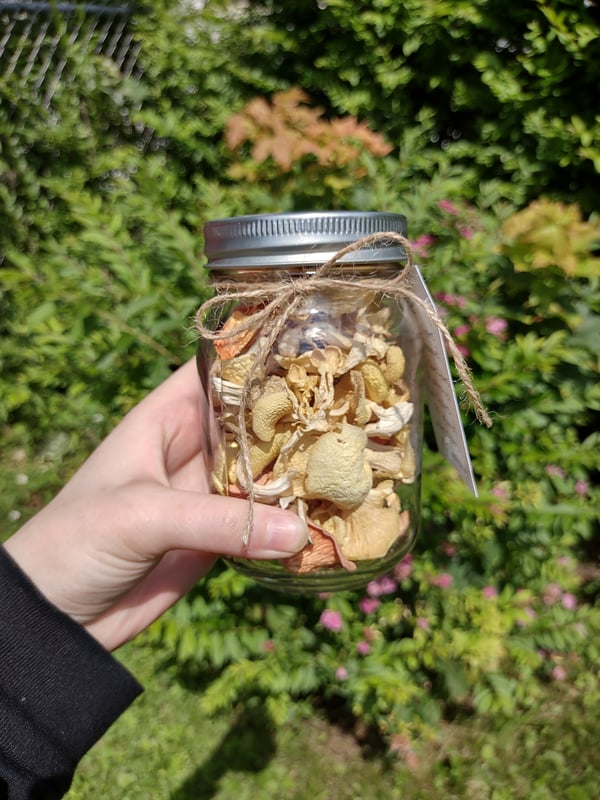 Image of Gourmet Oyster Mushrooms Rainbow Pack