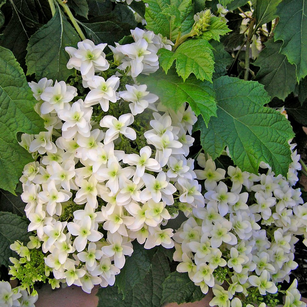 Image of Hydrangea quercifolia 'Snowflake'