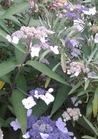 Hydrangea villosa