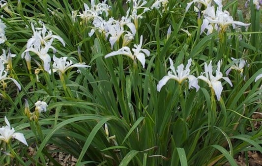 Image of Iris douglasiana 'alba'