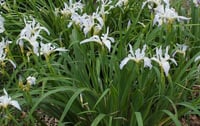 Iris douglasiana 'alba'