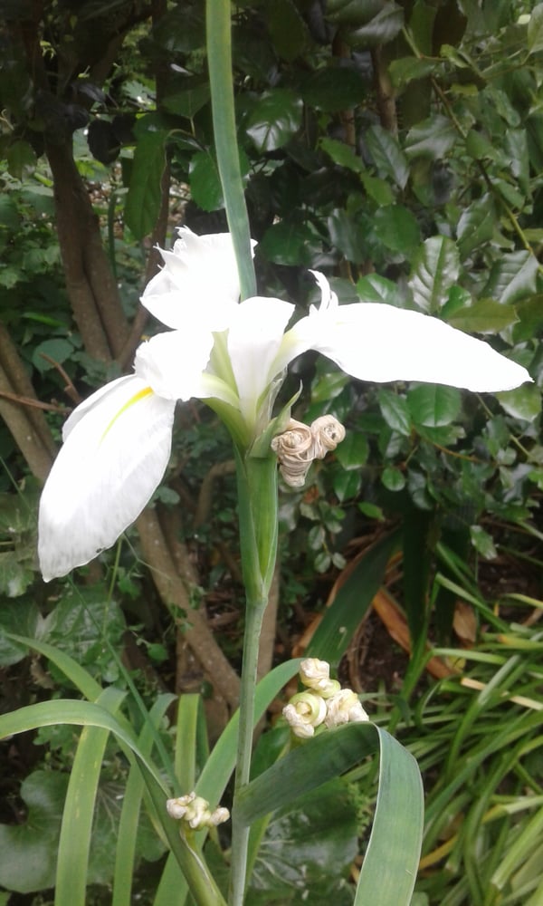 Image of Iris giganticaerulea alba