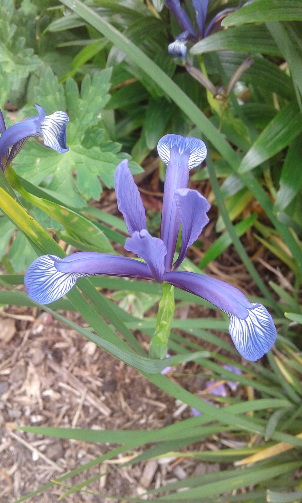 Image of Iris sintenisii (Spuria)