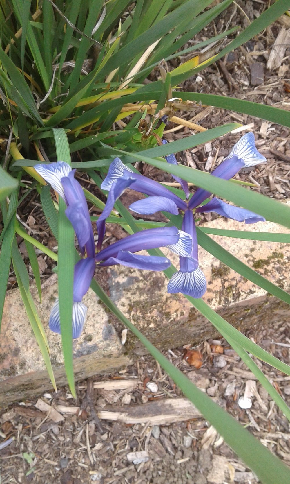 Image of Iris sintenisii (Spuria)