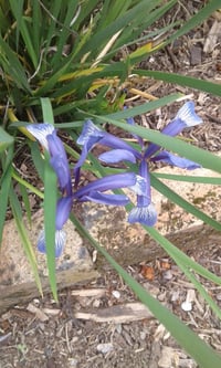 Image 1 of Iris sintenisii (Spuria)