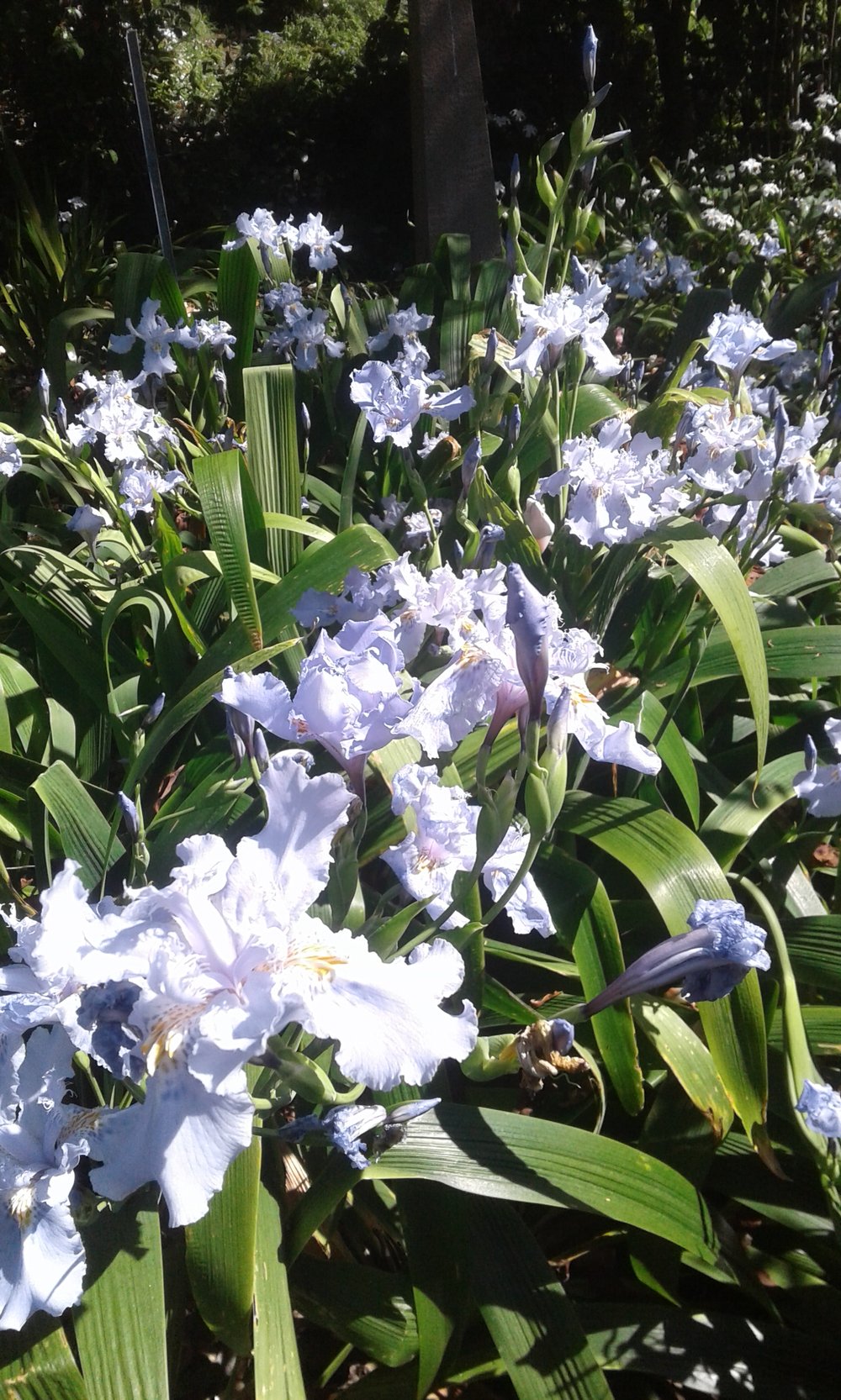 Image of Iris wattii (Evansia)