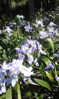 Iris wattii (Evansia)