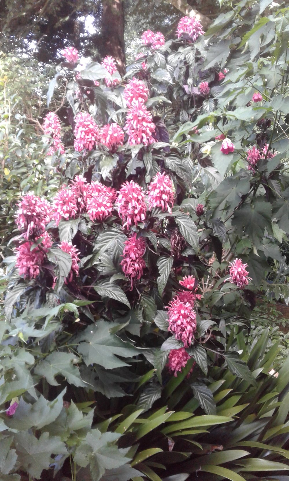 Image of Justicia carnea