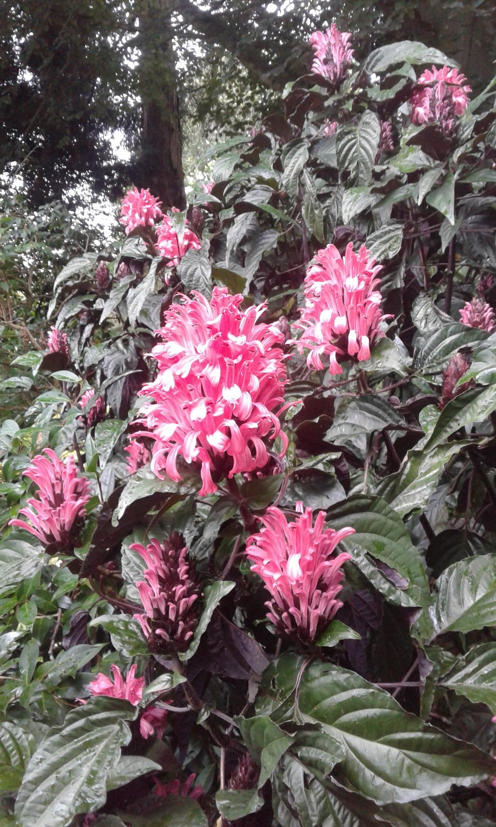 Image of Justicia carnea