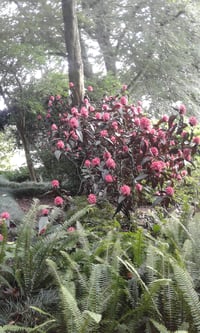 Image 3 of Justicia carnea