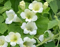 Maurandya erubescens 'Bridal Bouquet'