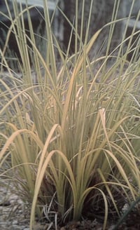 Milium effusum 'Aureum' (Bowles Golden Grass) 